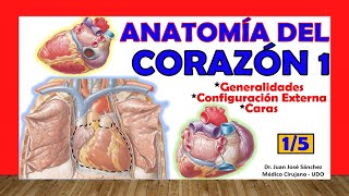 🥇 Anatomía del CORAZÓN 1/5 - Generalidades, Caras y Configuración Externa