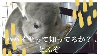 飼い主からもらったパパイヤを自慢してくるチンチラがかわいすぎる　#チンチラ #chinchilla