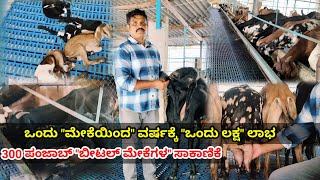 ಒಂದು ಮೇಕೆಯಿಂದ ವರ್ಷಕ್ಕೆ ಒಂದು ಲಕ್ಷ ಲಾಭ | Beetal Goat Farming | A S beetal Goat Farm