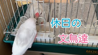 【白文鳥】休日の文鳥達 Part1【Java sparrows】