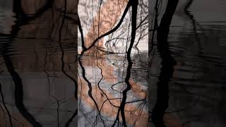 Waves of Reality - The Beautiful Chaos of Reflected Nature