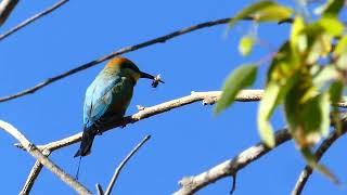 Rainbow bee-eater is eating a bee. Perth Western Australia