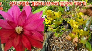 #삼지구엽초 #몬타나겹으아리 #분갈이 #키우기 꽃향기야생화