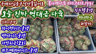 역대급 신상다육! 파이렌시스/벤바디스/라즈베리아이스/신라이군생/핑크쉘군생 강추! 구정선물까지있어요! 꽃나래다육 010.2818.1441