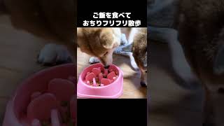 柴犬が散歩する後ろ姿がなんともいえない可愛さ　#shorts