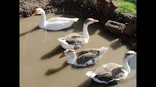 Raj hans duck