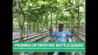 PRUNING OF FRUITING BOTTLE GOURD