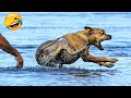 Best Funny Animal Videos 2022 😂 - Funniest Cats And Dogs Videos