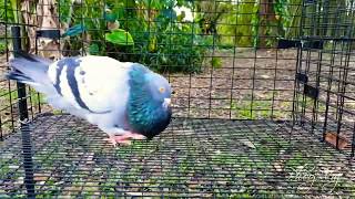 Cuban Pouter - Blue White Pairing