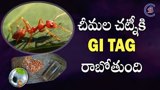 చీమల చట్నీకి GI TAG రాబోతుంది #antschutney #gitag2022 #mayurbhanj #dailycurrentaffairs