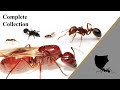 Ferox Formicae's Ant Collection (January, 2020)