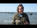 bullrush restoration in wabamun lake