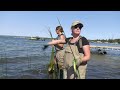 bullrush restoration in wabamun lake