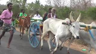 Sivagangai Kattanipatti Rekla Race | சிவகங்கை மதகுபட்டி அருகே கட்டானிப்பட்டி மாட்டுவண்டி பந்தயம்