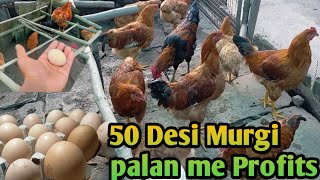 50 देसी मुर्गी पालन में मुनाफे का सौदा// 50 Desi murgi plane me Profit //how to start murgi farm