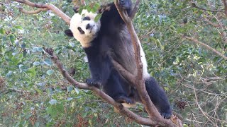 20230112 圓寶爬樹不摘果 撿個菜尾花樣多(早餐) Giant Panda Yuan Bao