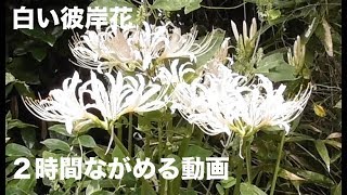 ぼーっと２時間 白い彼岸花を眺める動画