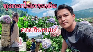 เที่ยวดอยอินทนนท์ทุ่งดอกไฮเดรนเยีย