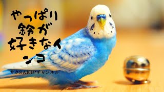 vol.199『やっぱり鈴が好きなインコ』お喋りインコのサクちゃん