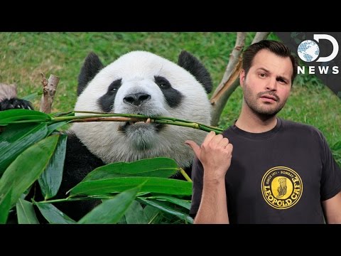 Why Pandas Suck At Being Pandas Why Pandas Suck At Being Pandas