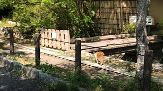 哲学の道を散歩する猫