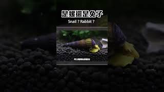 貴鬆鬆的兔螺絕對要好好養！兔螺飼養技巧 Tips on keeping rabbit snails #snail #aquarium #水族 #水族館 #兔螺 #shorts