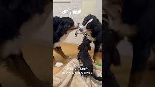 多頭飼いの日常　バーニーズマウンテンドック