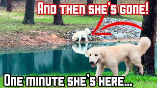 Rescue Dog Visits Ms. Pat (but wasn’t invited over)