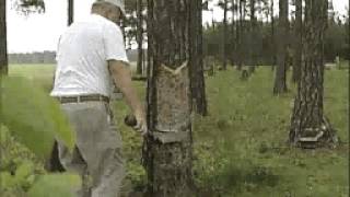 Turpentine Videos: Chipping and Pulling