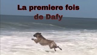 Dafy découvre la mer (elle plonge)