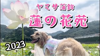 【2023 ヤマサ蒲鉾　蓮の花苑】犬と一緒に♪ #姫路市夢前町 #ゴールデンレトリバー