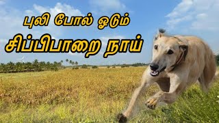 Chippiparai dog running | hunting training | Indian breed puppy | சிப்பிபாறை நாட்டு நாய் வளர்ப்பு