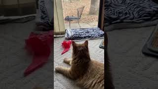 Leo the Shelter Maine Coon Kitten doesn’t like his yard invaders