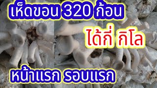 เพาะเห็ดขอนขาว  320 ก้อน หน้าแรก ครั้งแรก ได้กี่ กิโล?