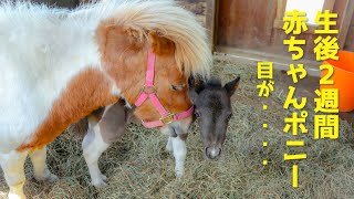 【生まれて２週間の赤ちゃんミニチュアホース】目が見ていないのかもしれない