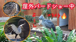 屋外バードショー中、静かに闘志を燃やす?ハシビロコウのふたば☆「ふたばと一日」-5☆ A day with Futaba -5☆Shoebill FUTABA 2020_34