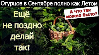 А ЧТО ТАК МОЖНО БЫЛО?  ОГУРЦЫ В СЕНТЯБРЕ СЕКРЕТЫ ДАЮЩИЕ ОБИЛЬНЫЙ УРОЖАЙ ОГУРЦОВ. Подкормка огурцов.