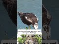 3 fun facts about the osprey birds jesus