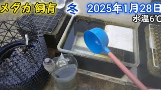 メダカ 冬 屋外 1月28日 雪マーク2月2日についた日 粒餌は食べ残す 粉餌であげる めだか 飼育 越冬 水換え