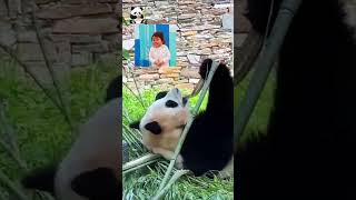 看福宝掰竹子，可把猪猪累坏了#熊猫 #福宝 #panda #푸바오