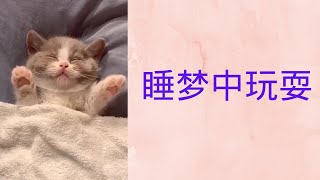 Dreaming Kitten / Funny 🤣🎈