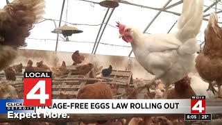 What to know about new cage-free eggs law rolling out in Michigan