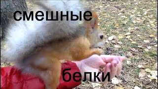 Смешные белки