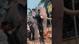 🔥 പരിമണം വിഷ്ണു🔥Parimanam Vishnu🔥#aanakeralam #aanapremi #elephant #keralaelephant #shortsfeed