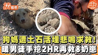 狗媽遭土石活埋悲鳴求救！暖男徒手挖2HR再救8奶崽