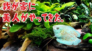 【アクアリウム】ドワーフグラミーがかわすぎてヨダレ出る。(^q^)【２年生】