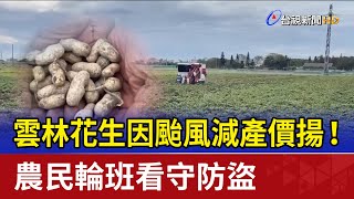 雲林花生因颱風減產價揚！ 農民輪班看守防盜