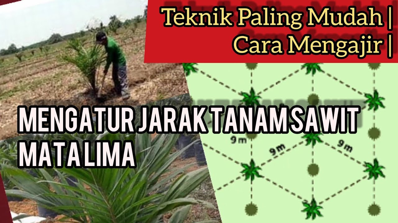 Rumus Jarak Tanam Kelapa Sawit