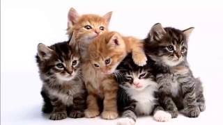 100 Cute Cats compilation