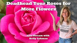 Deadhead your Roses for More  Flowers  - Live Stream